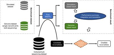 Novel Allele Detection Tool Benchmark and Application With Antibody Repertoire Sequencing Dataset